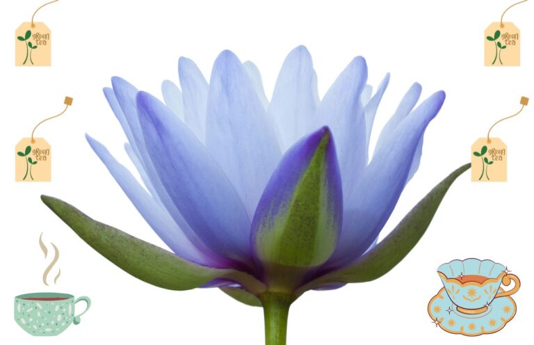 #Blue lotus tea benefits